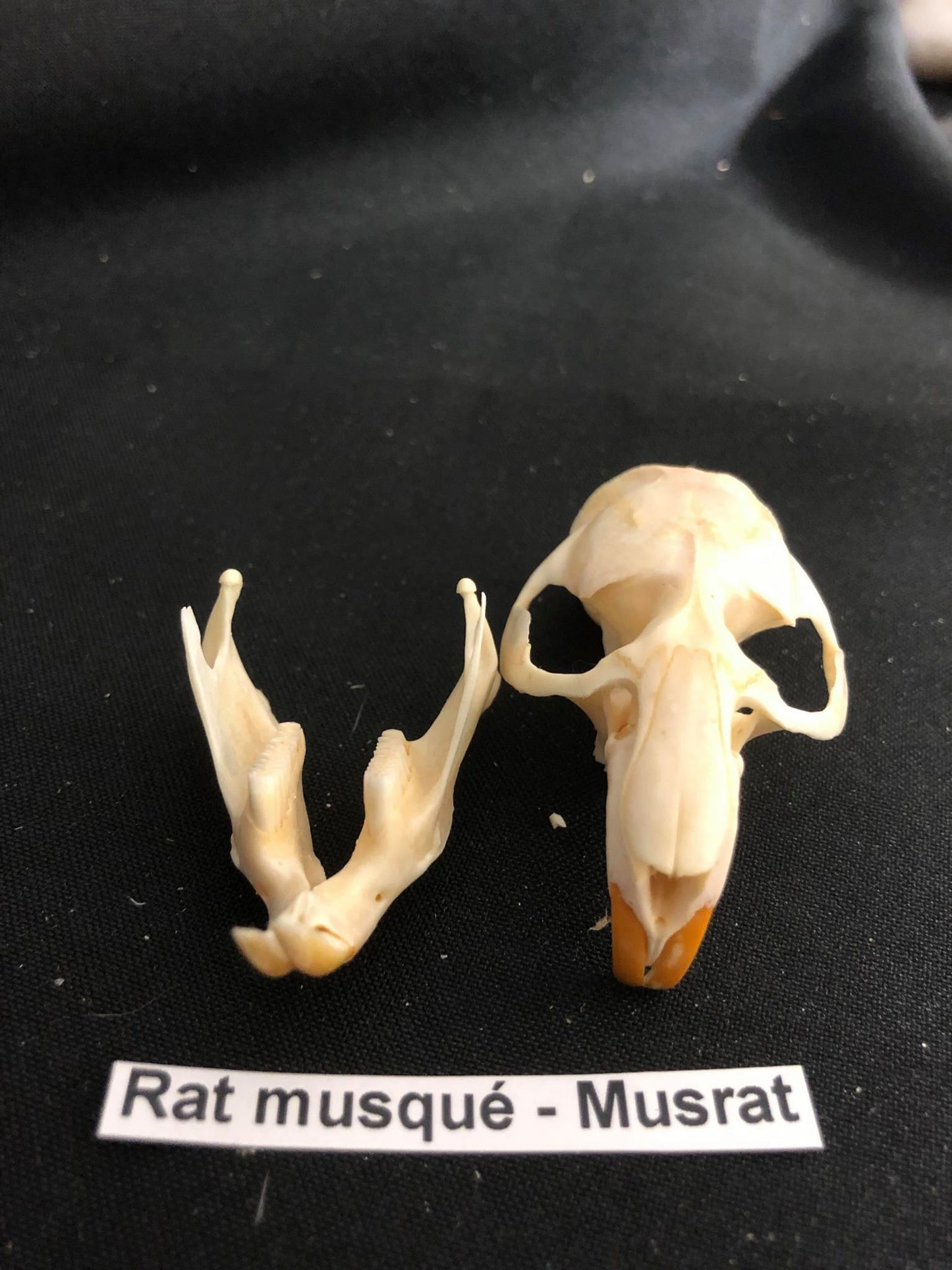 Crâne de rat musqué, os