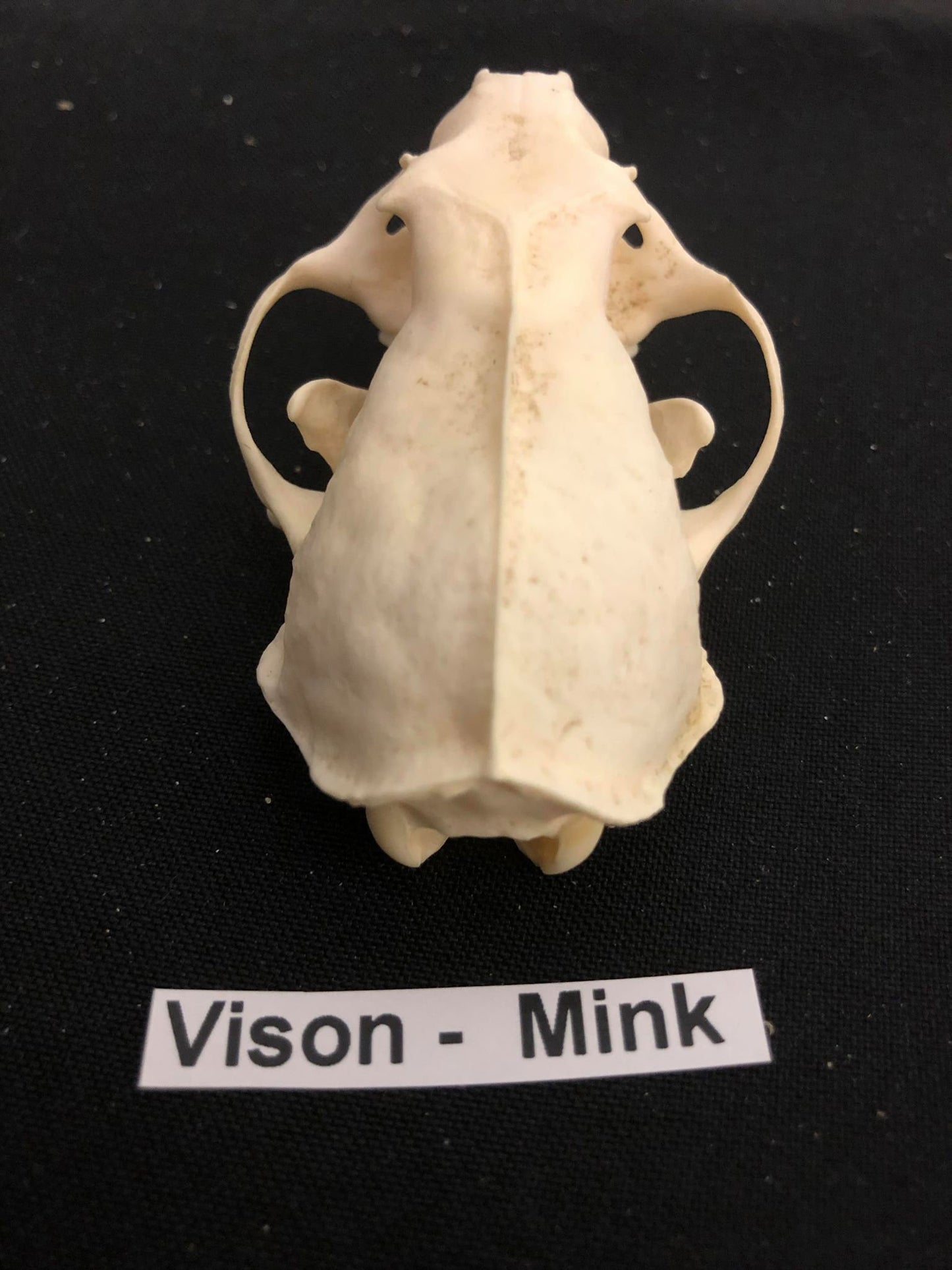 Crâne de vison, os