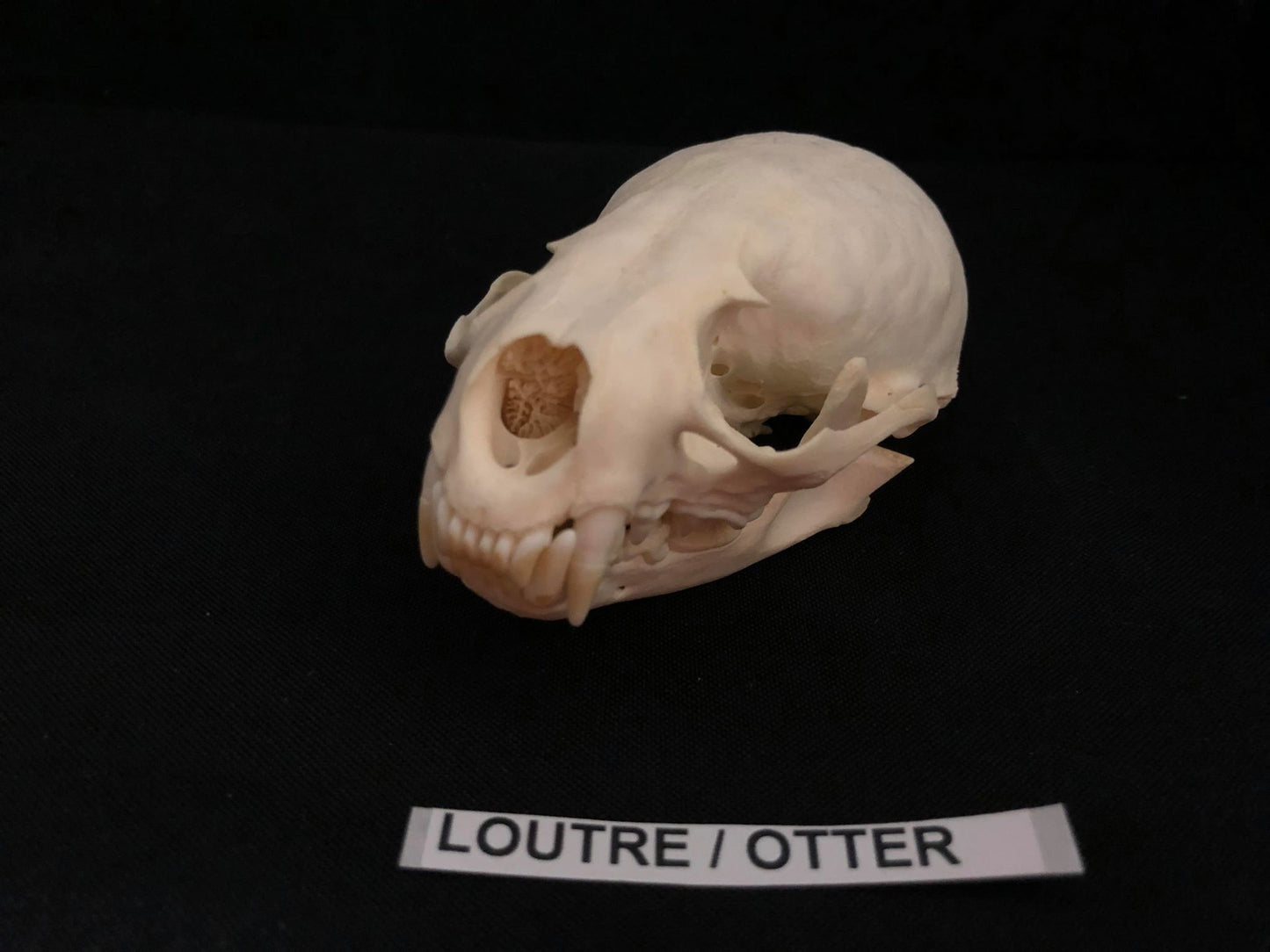 Crâne de loutre