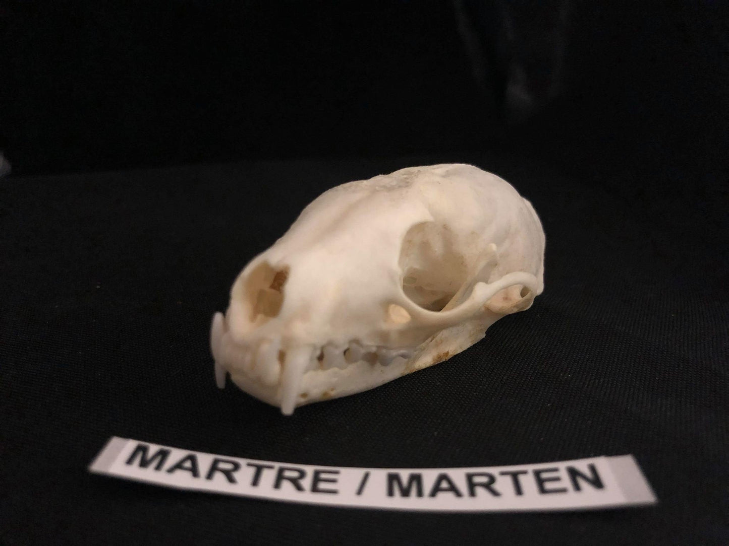 Crâne de martre, os
