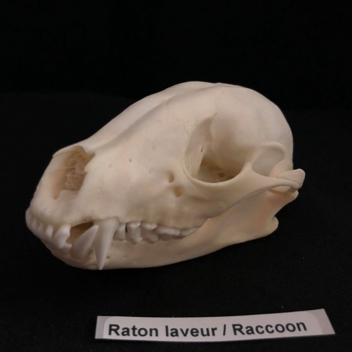 Crâne de raton laveur