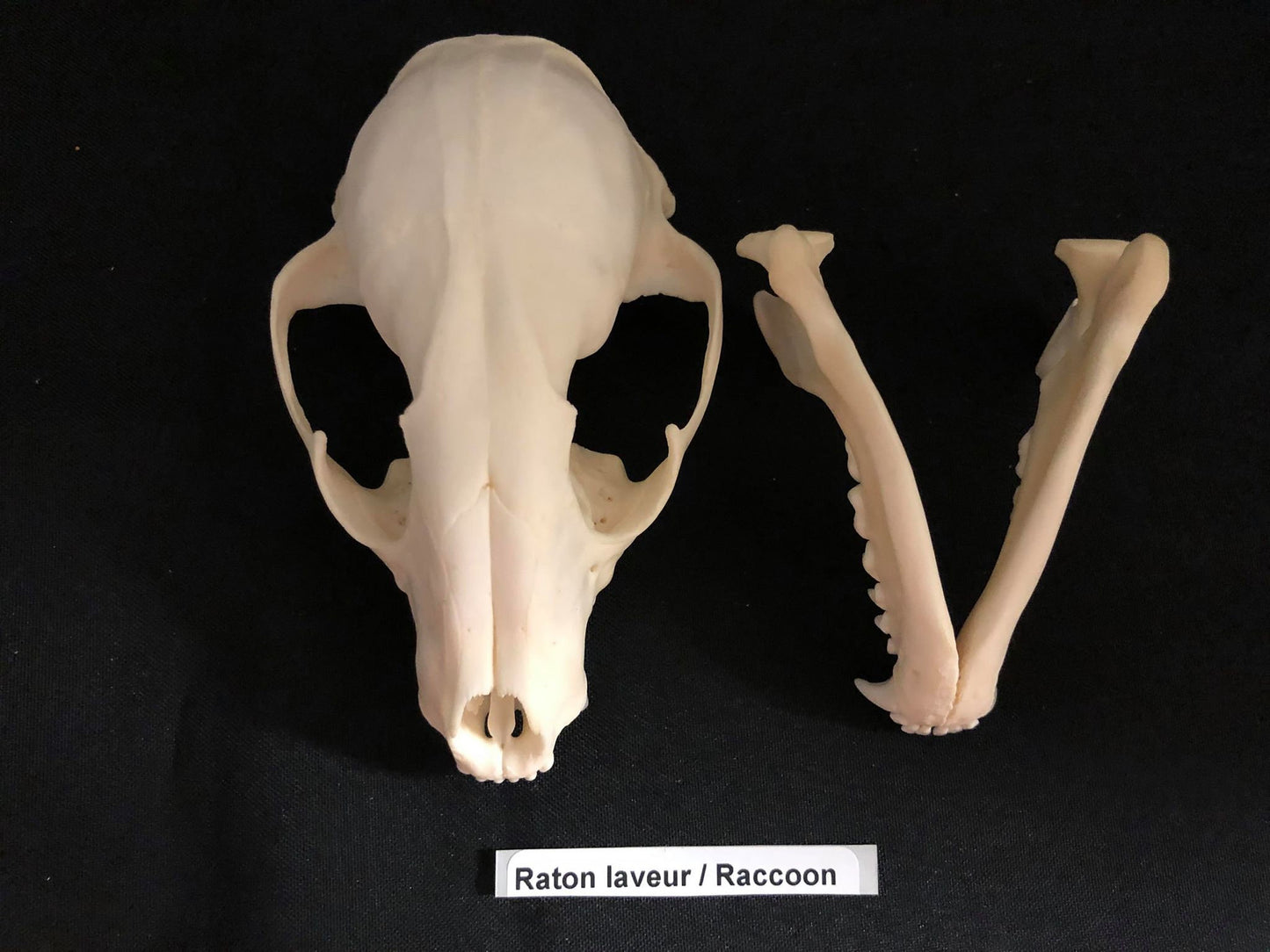 Crâne de raton laveur