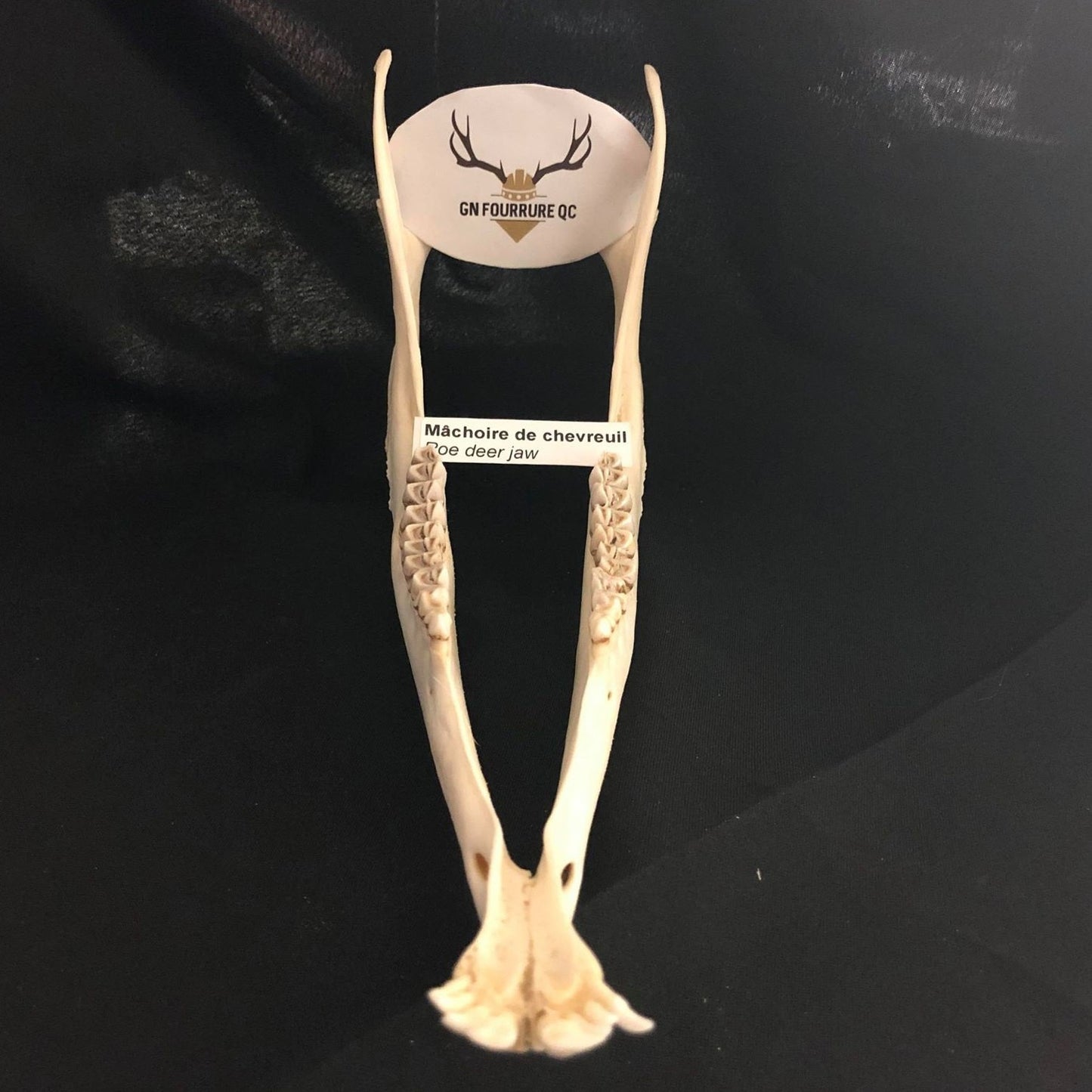 Deer Jawbones (quantité)
