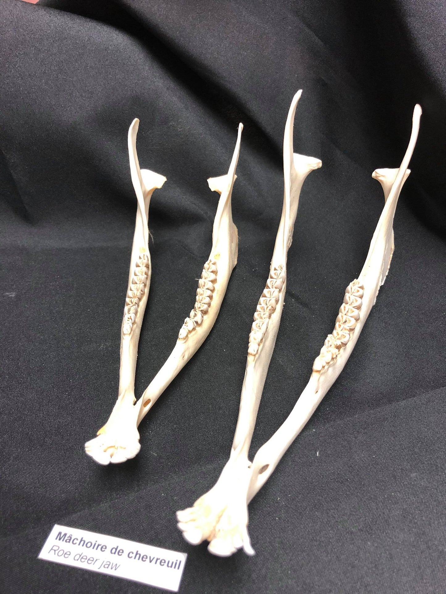Deer Jawbones (quantité)