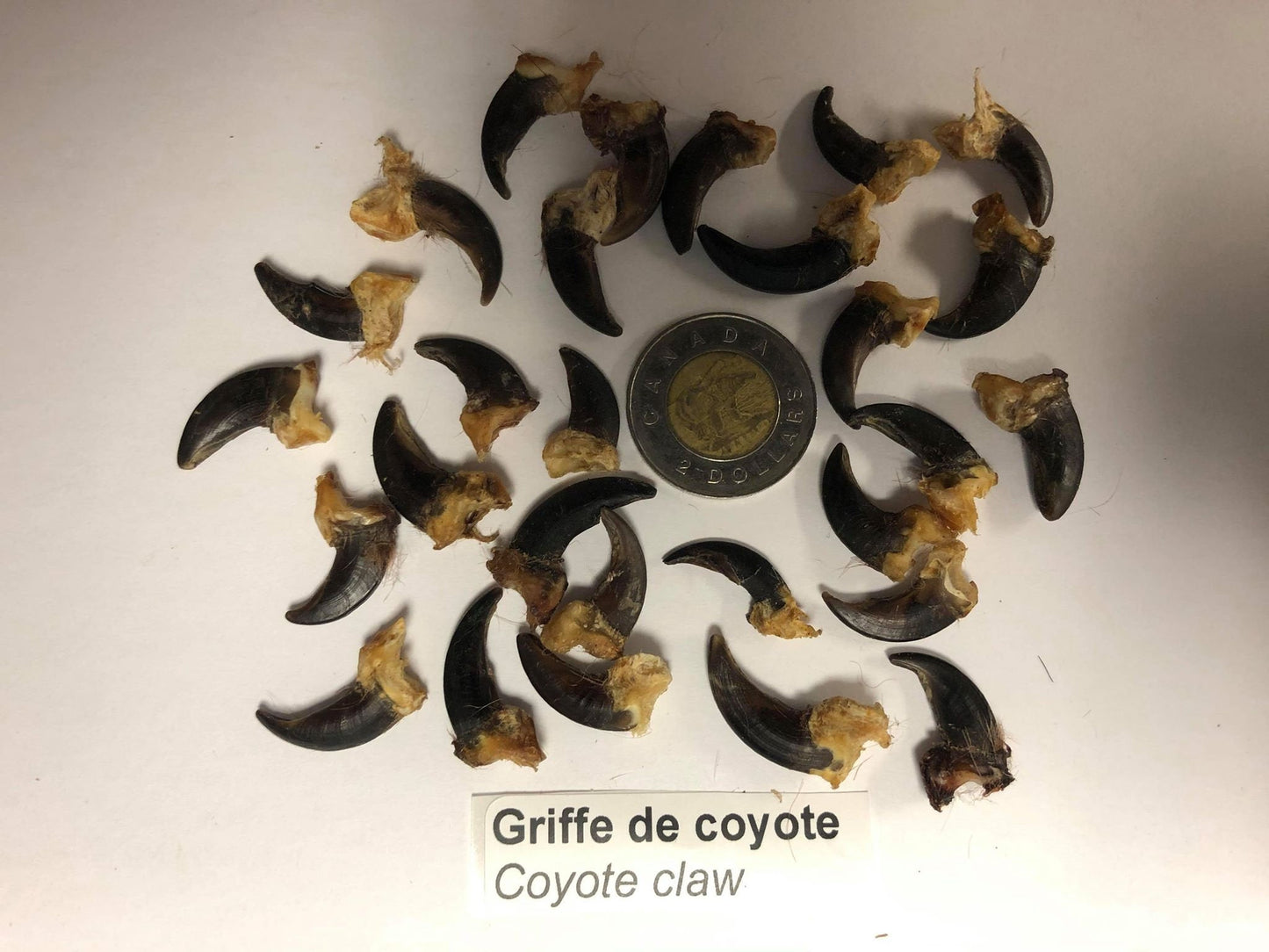 Griffe de coyote de deuxième qualité