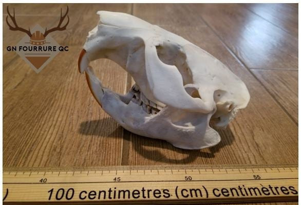 Crâne de castor, os