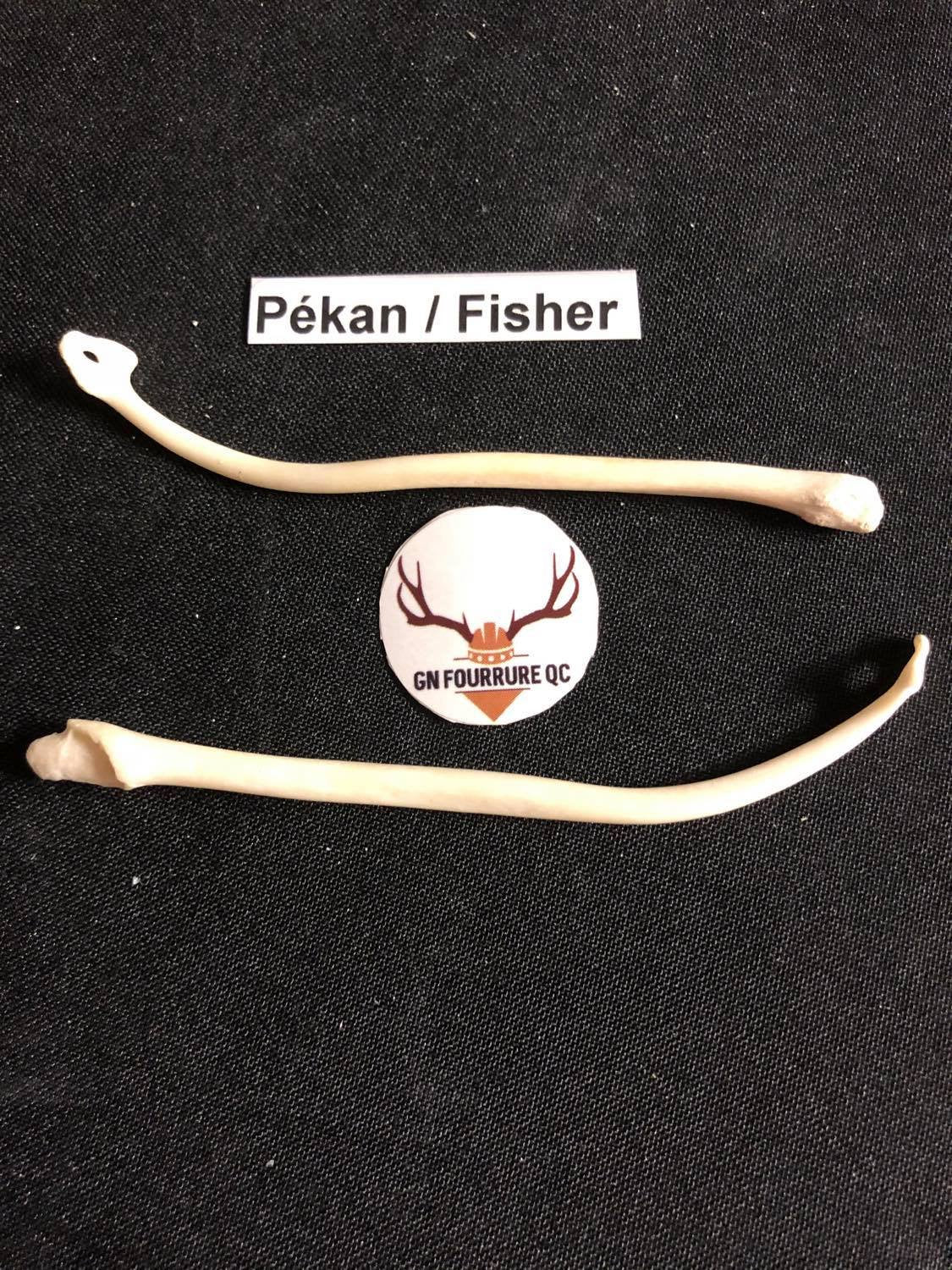 Baculum Bones