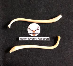 Baculum de raton laveur, os