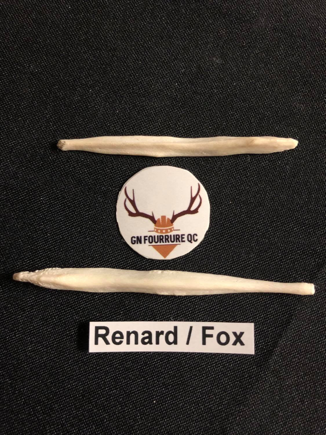 Baculum Bones
