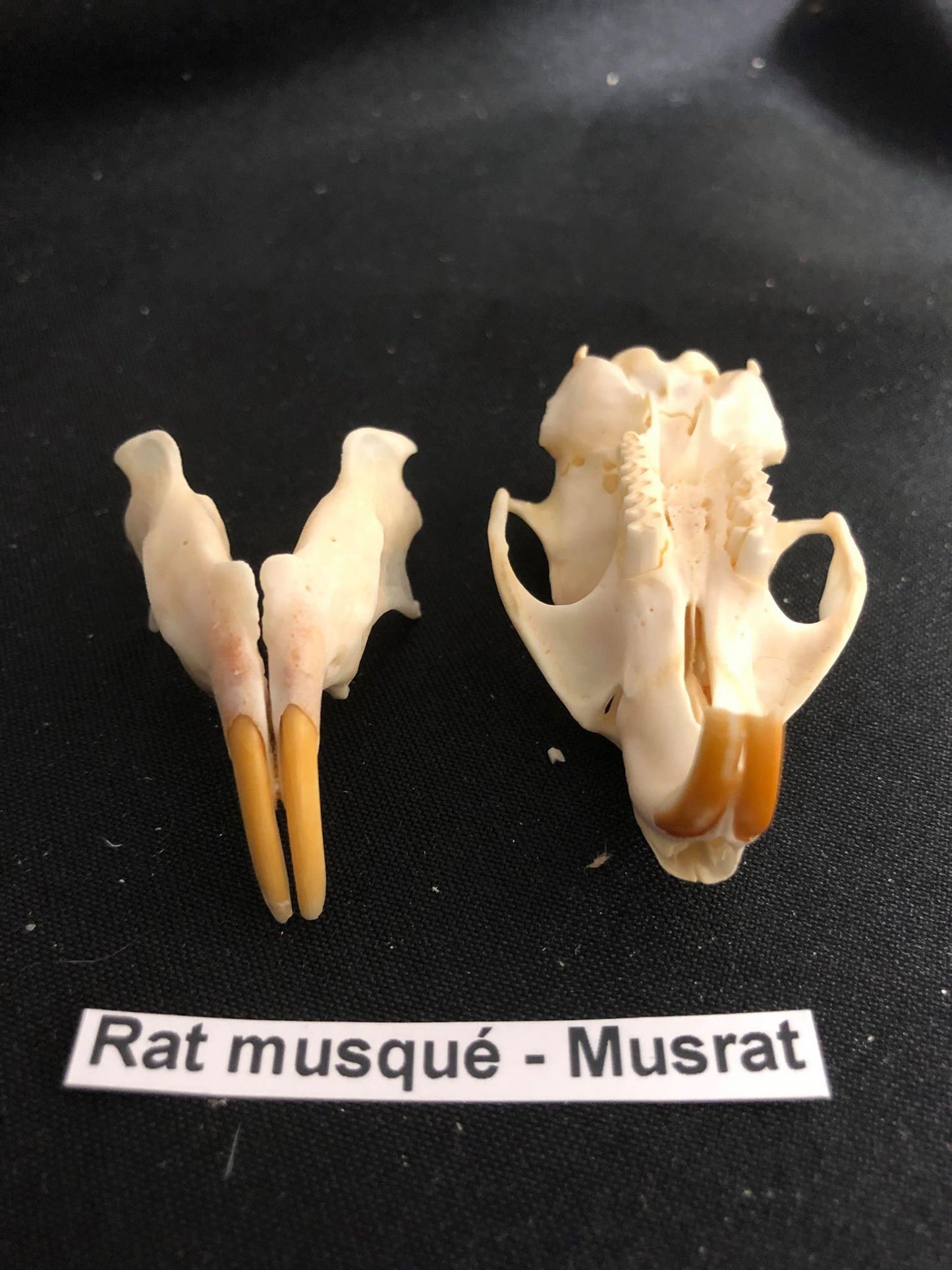 Crâne de rat musqué, os