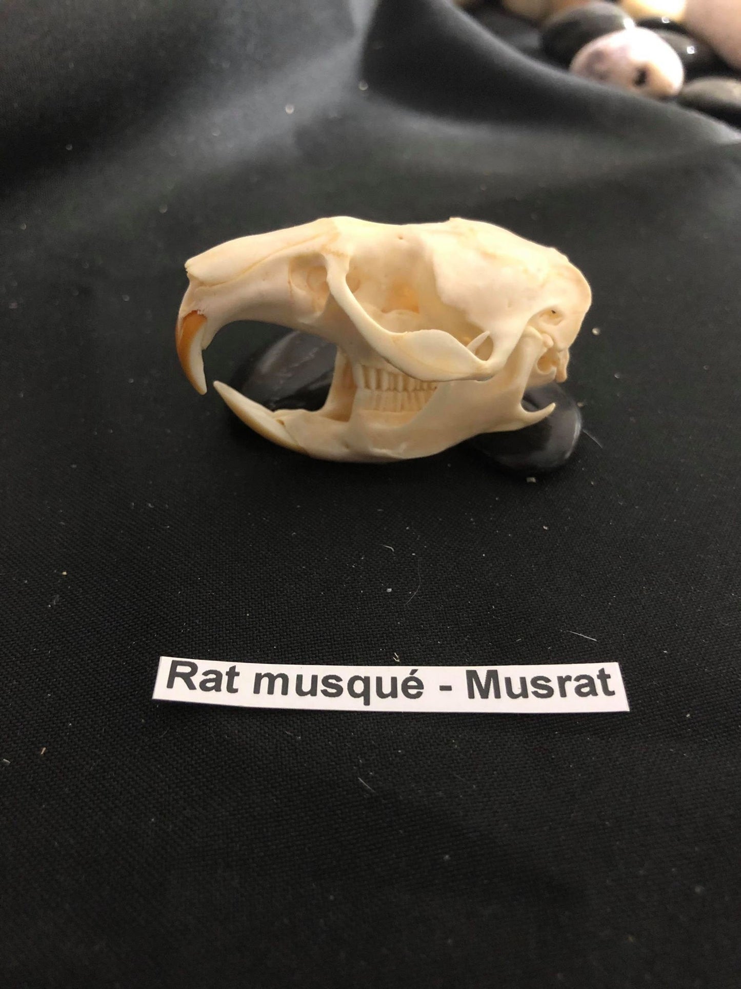 Crâne de rat musqué, os