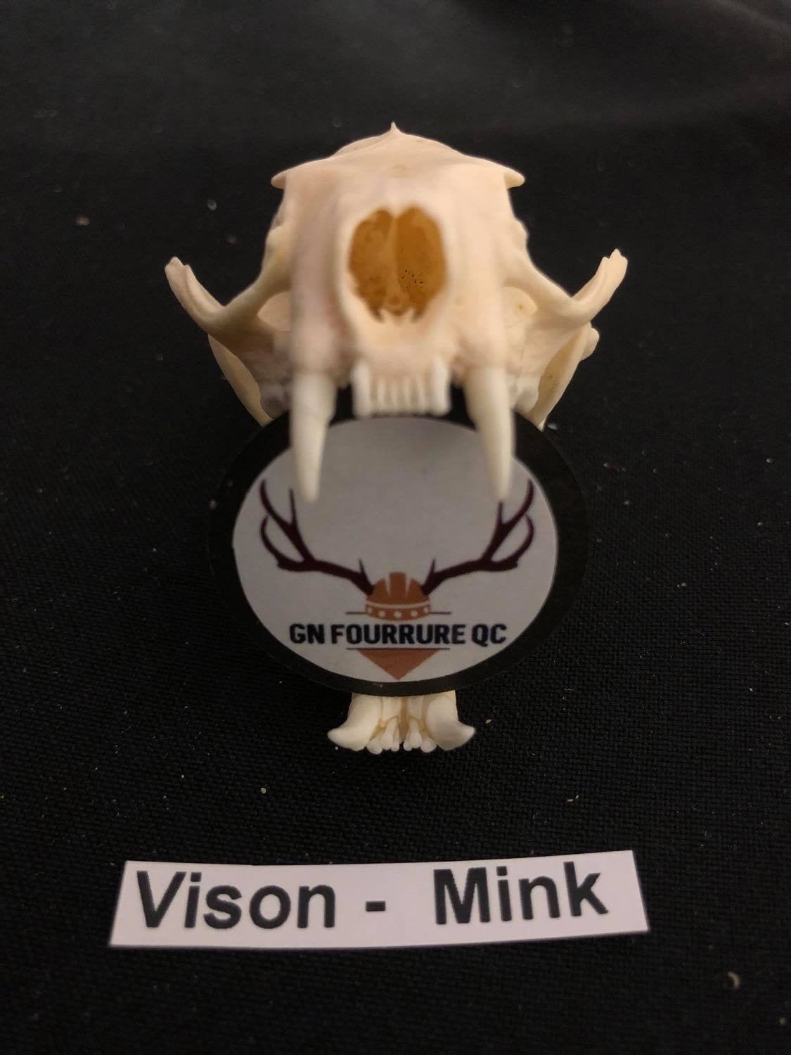 Crâne de vison, os