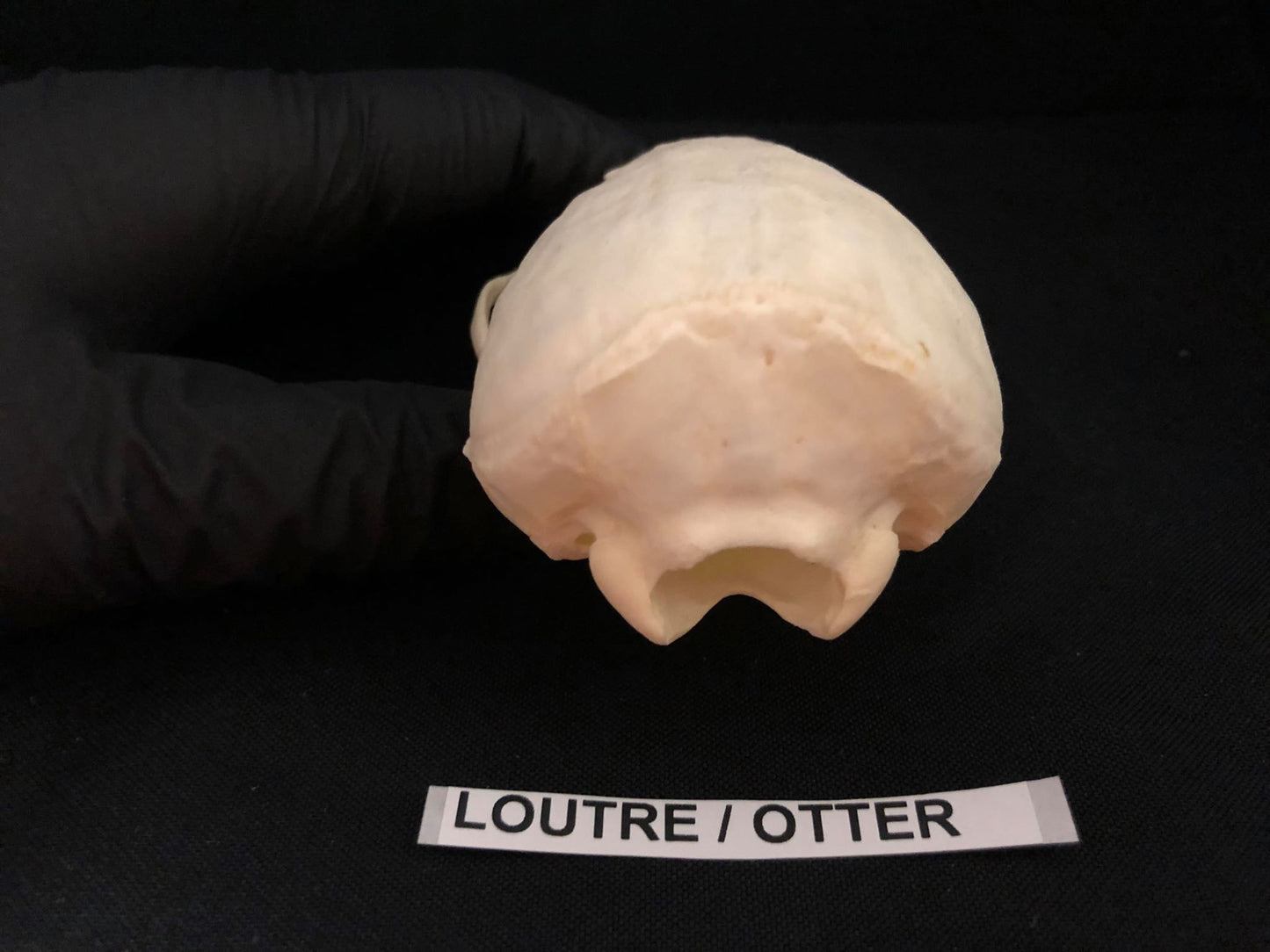 Crâne de loutre