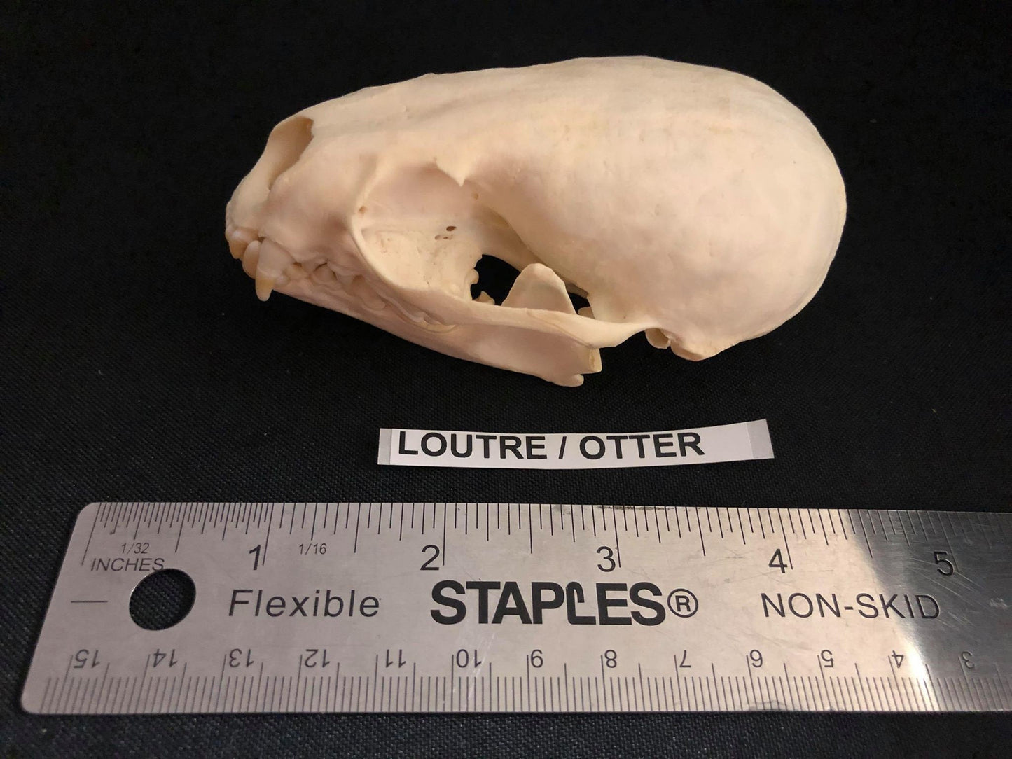 Crâne de loutre