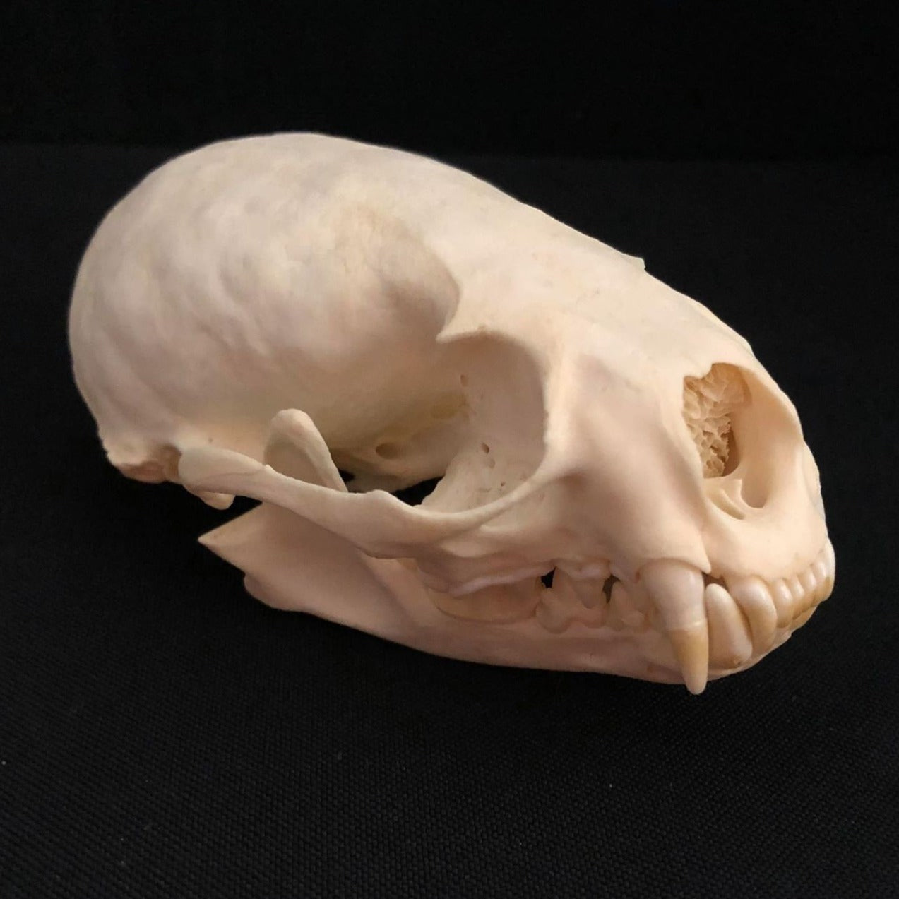 Otter Skull