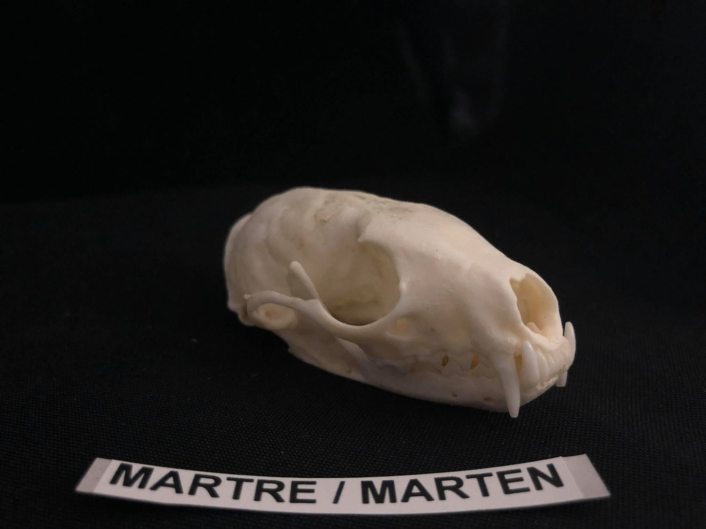Crâne de martre, os