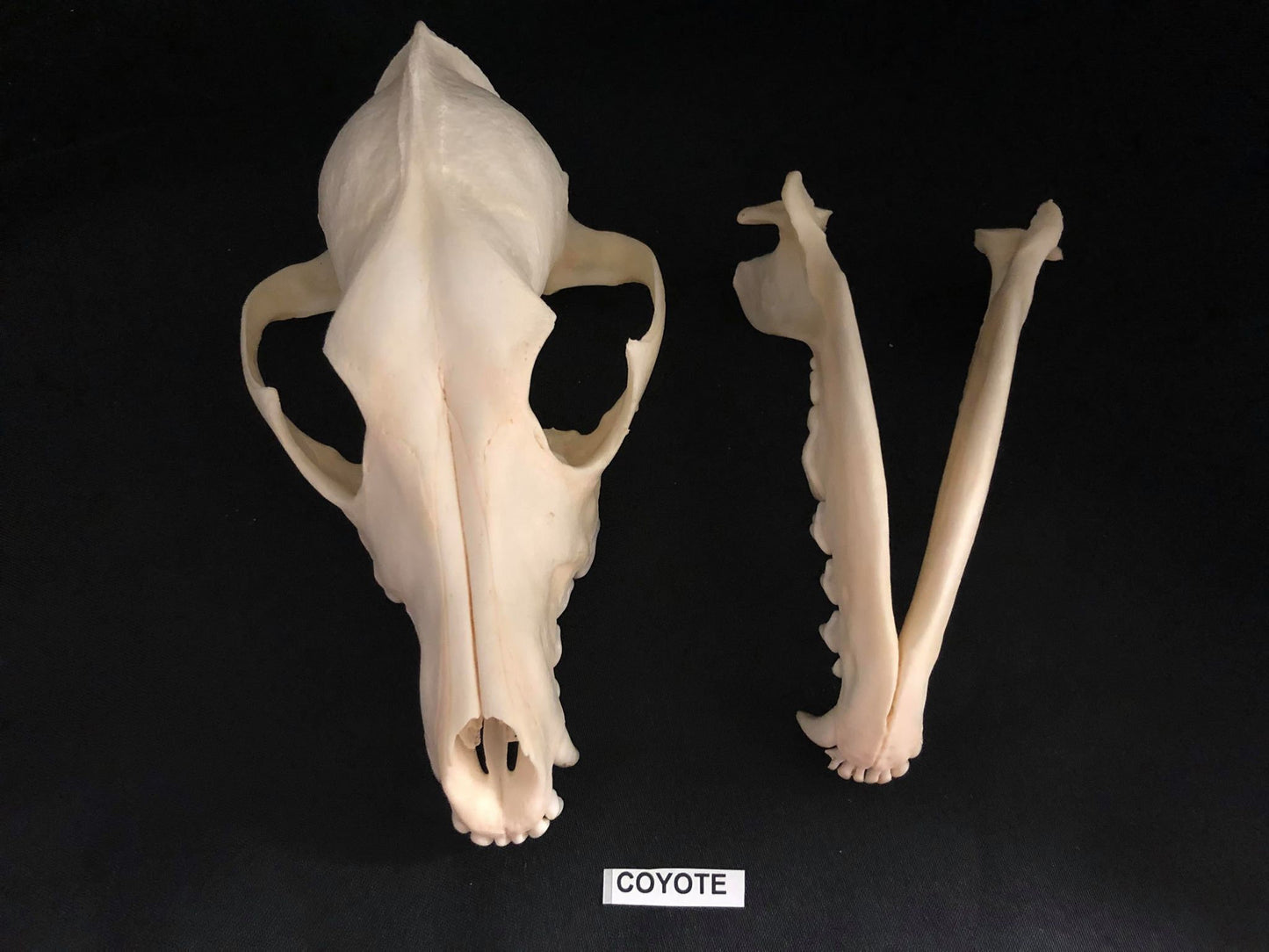 Crânes de coyote, os