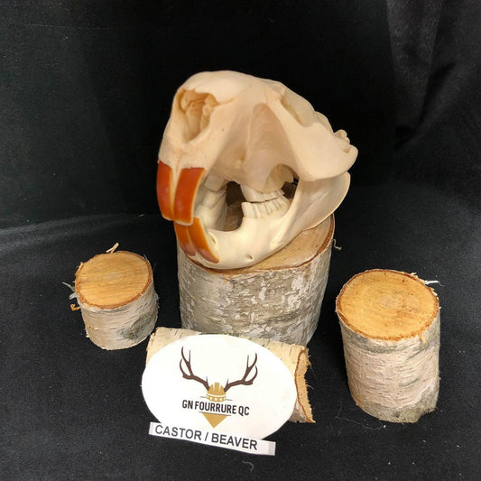 Beaver Skull, Bone