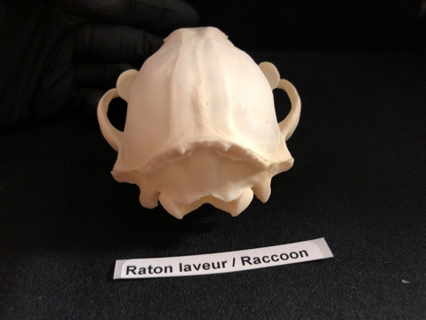 Crâne de raton laveur