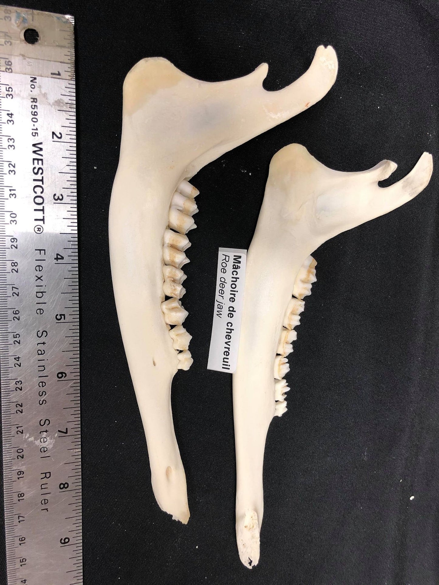 Deer Jawbones (quantité)