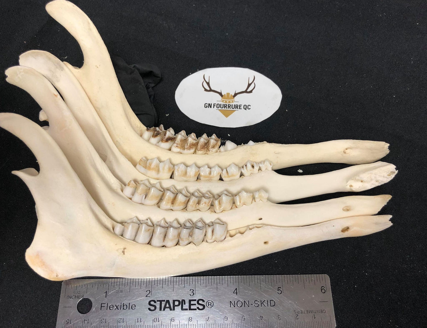 Deer Jawbones (quantité)