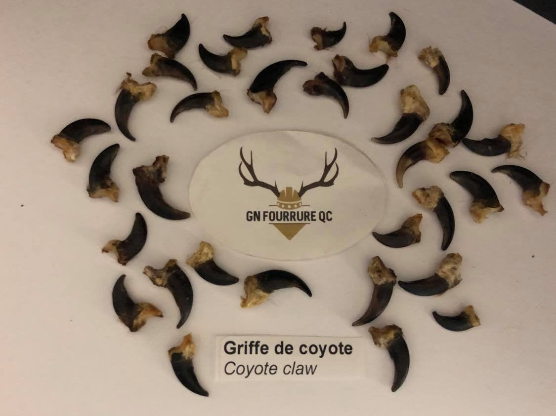 Griffe de coyote de deuxième qualité