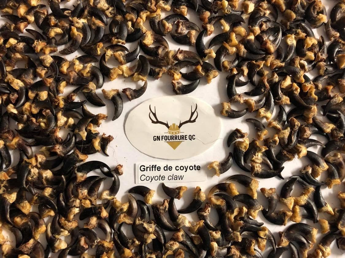 Griffe de coyote de deuxième qualité