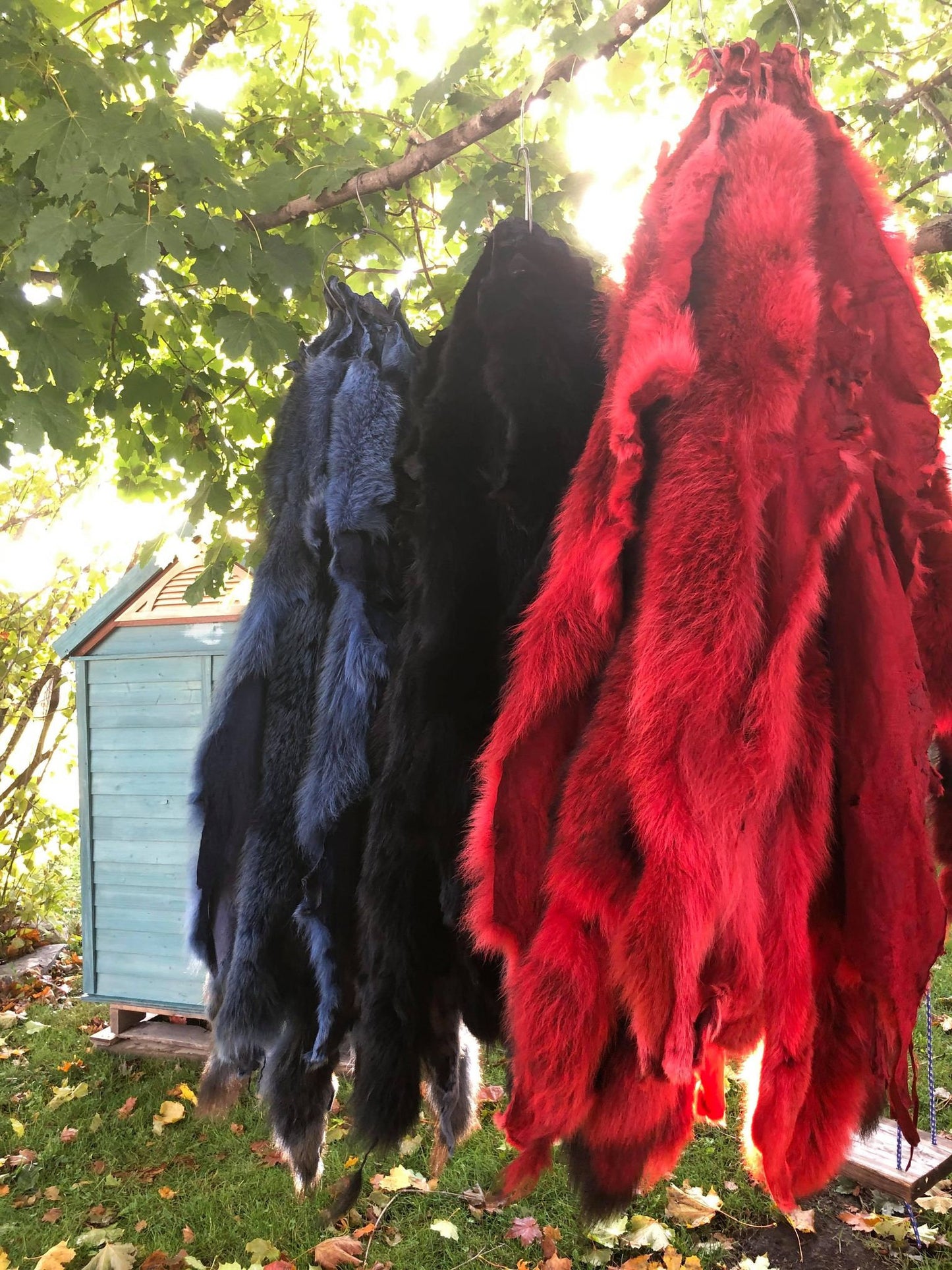 Coyote Fur Skin, Dyed
