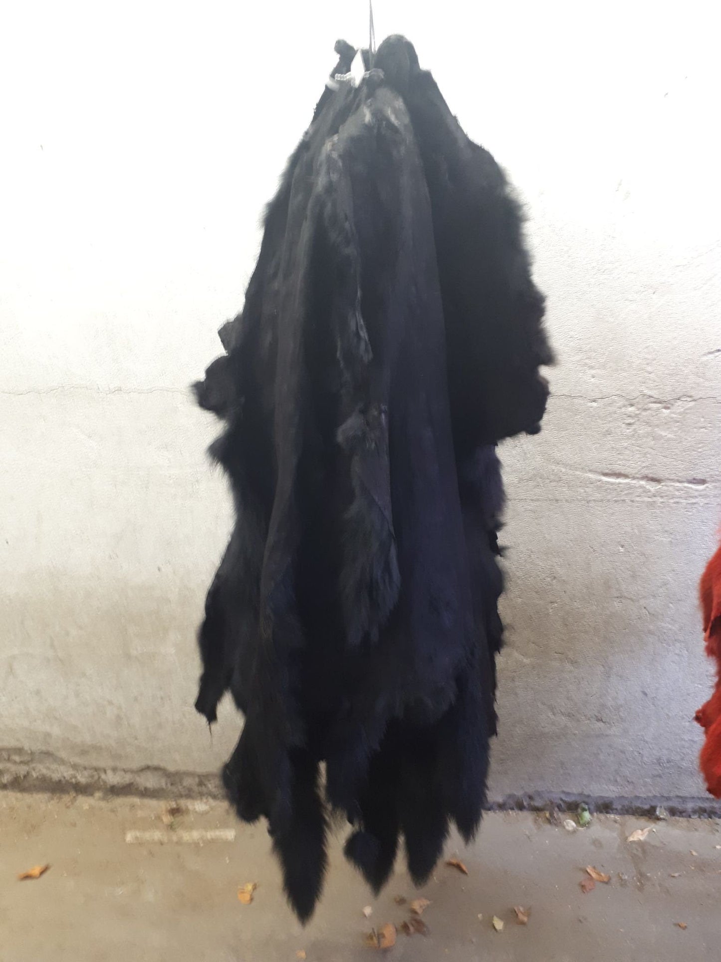Coyote Fur Skin, Dyed