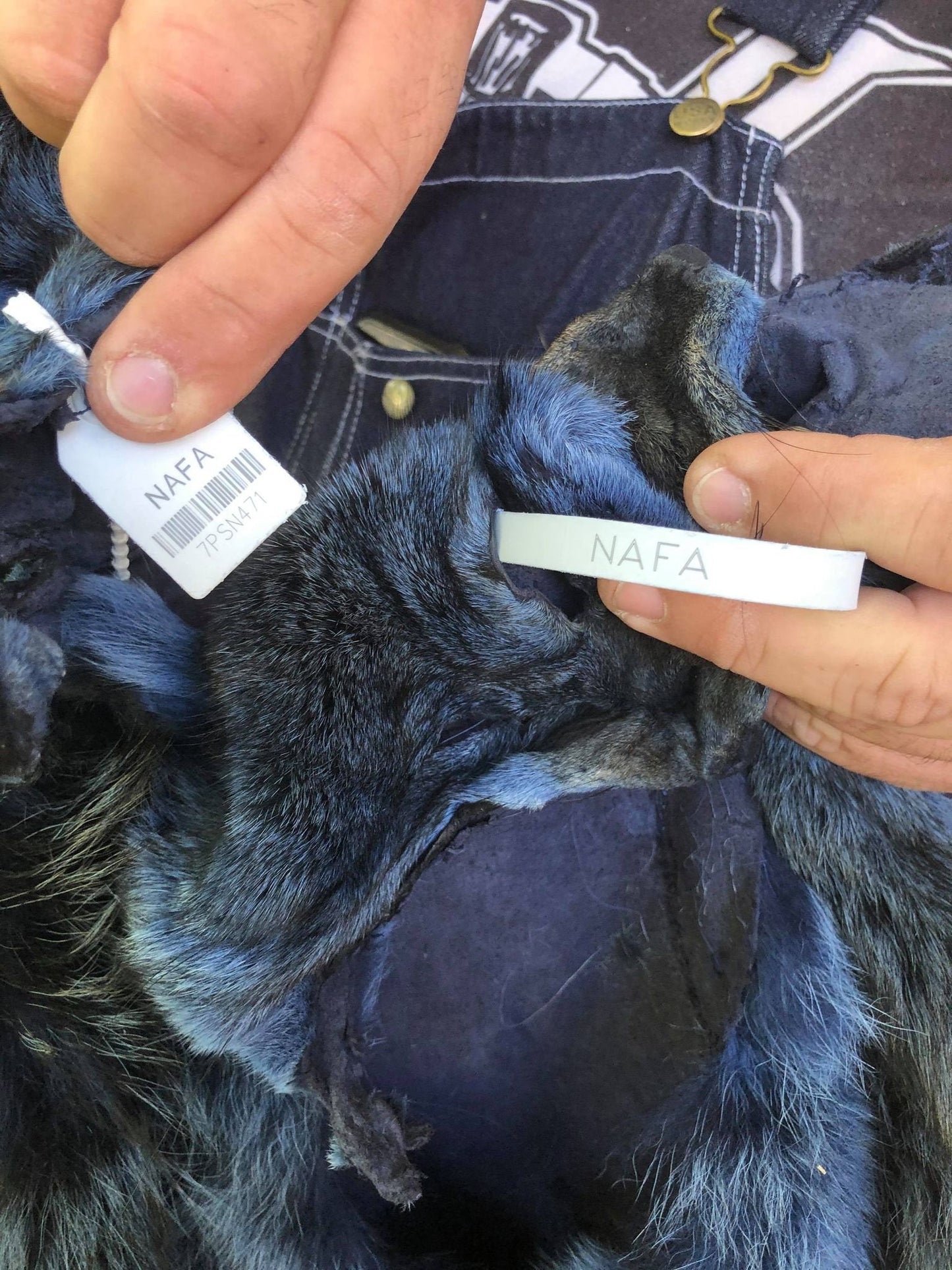 Coyote Fur Skin, Dyed