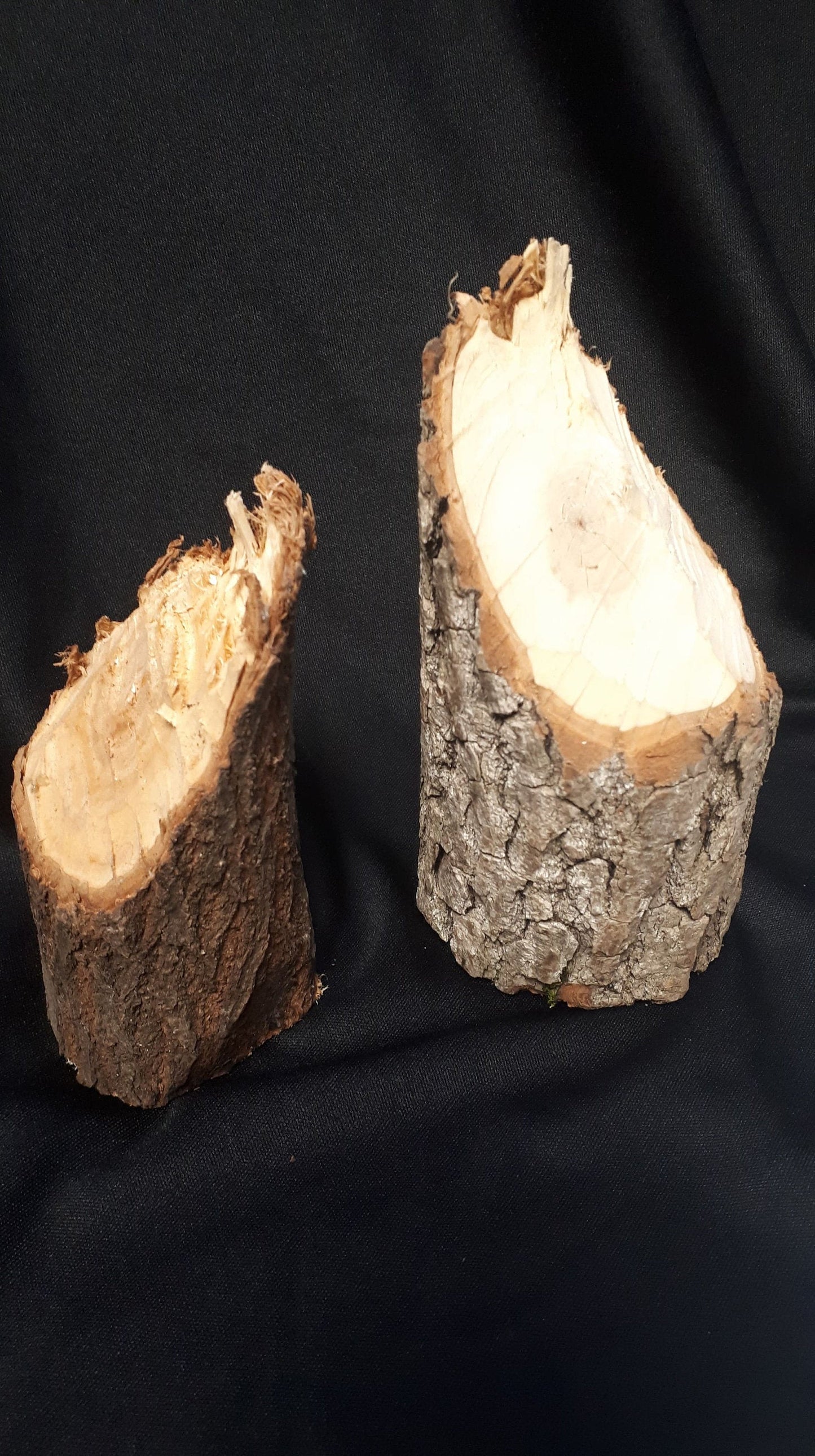 Crâne de castor, os