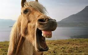 Horse Teeth