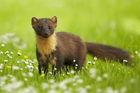 Marten Tails