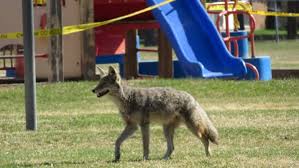 Queues de fourrure de coyote