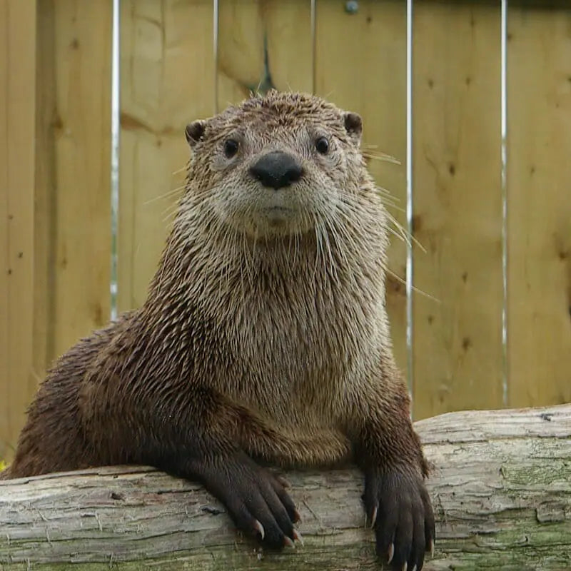 Otter Fur