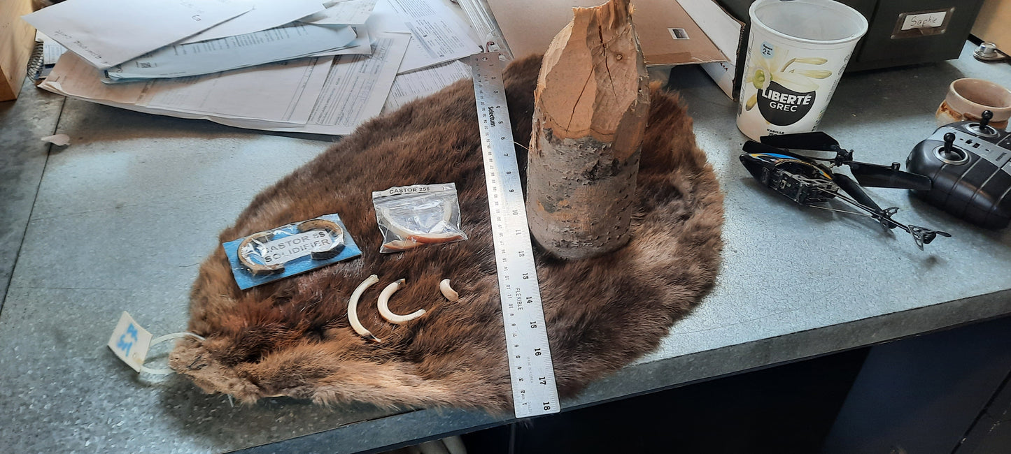 Trousse éducative sur le castor