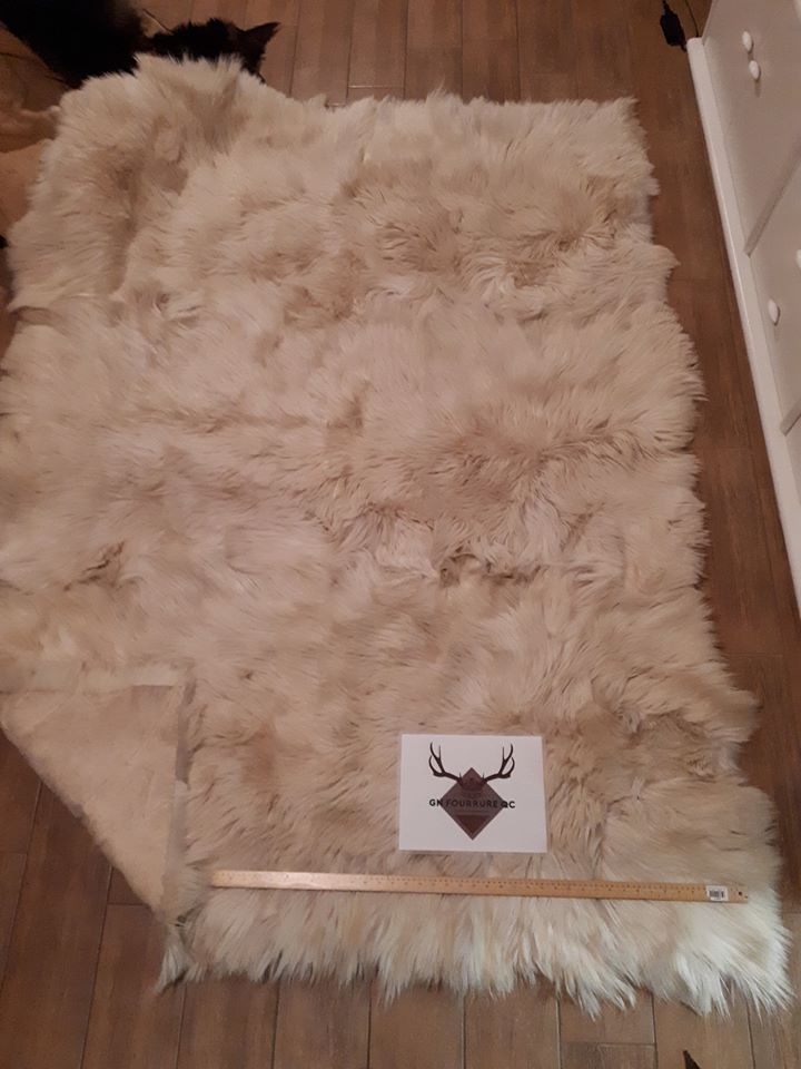 Long-Haired White Goat