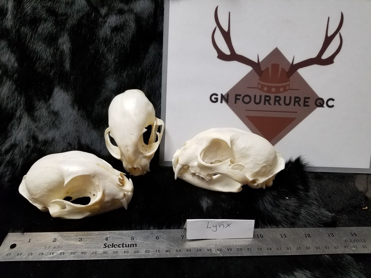Canadian Lynx Skulls