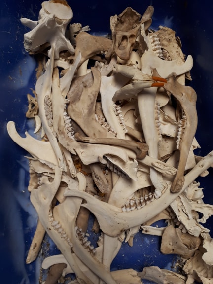 Various Jawbones / Mâchoires Inférieures Diverses