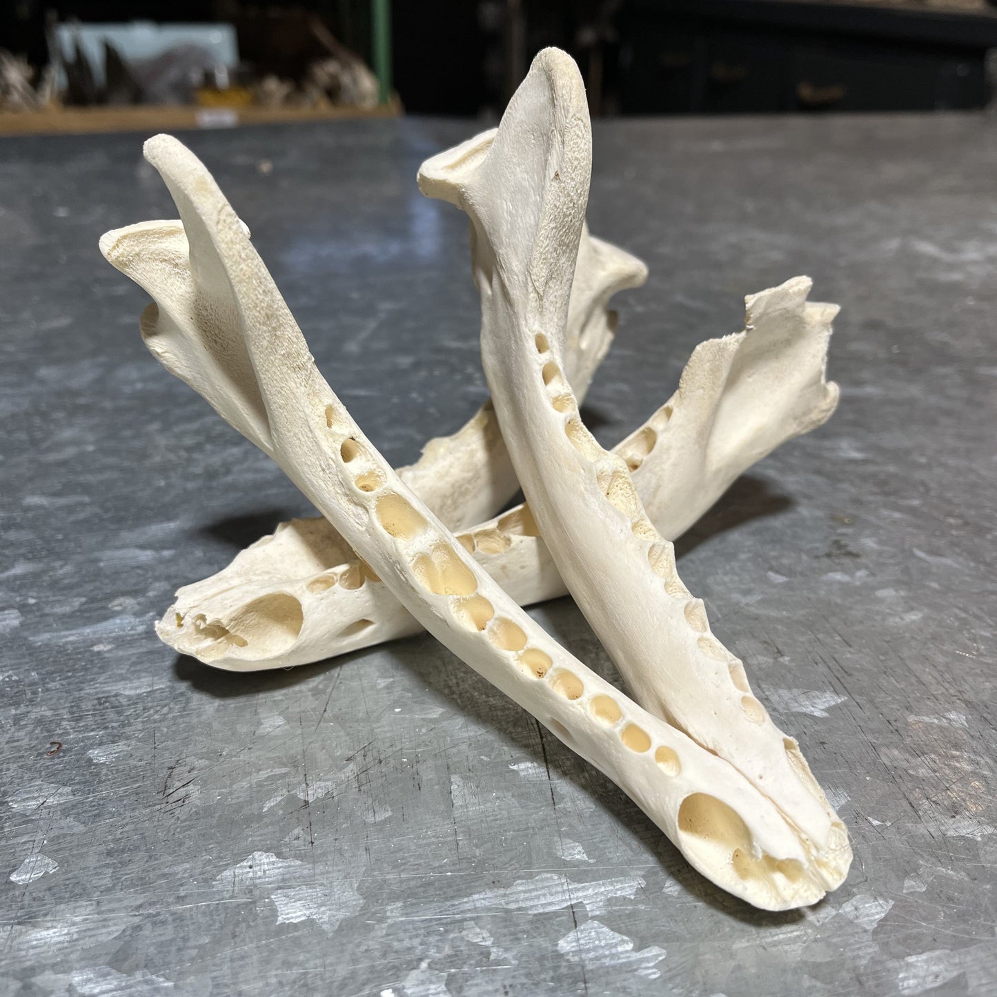 Wolf Jawbone Without Teeth