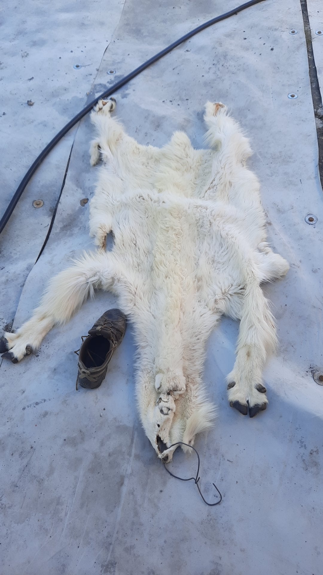 Llama Pelt