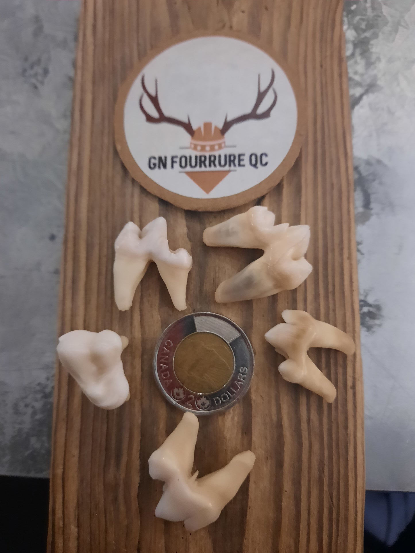 Coyote Teeth and Fangs