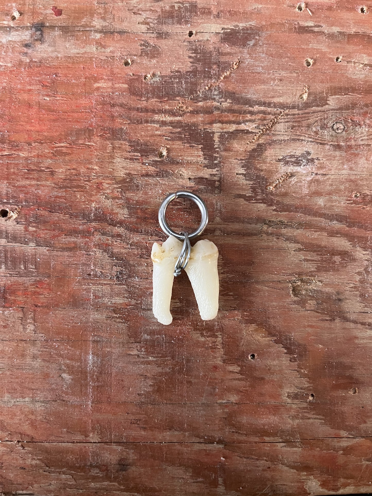 Pendentif de dent prémolaire d'ours