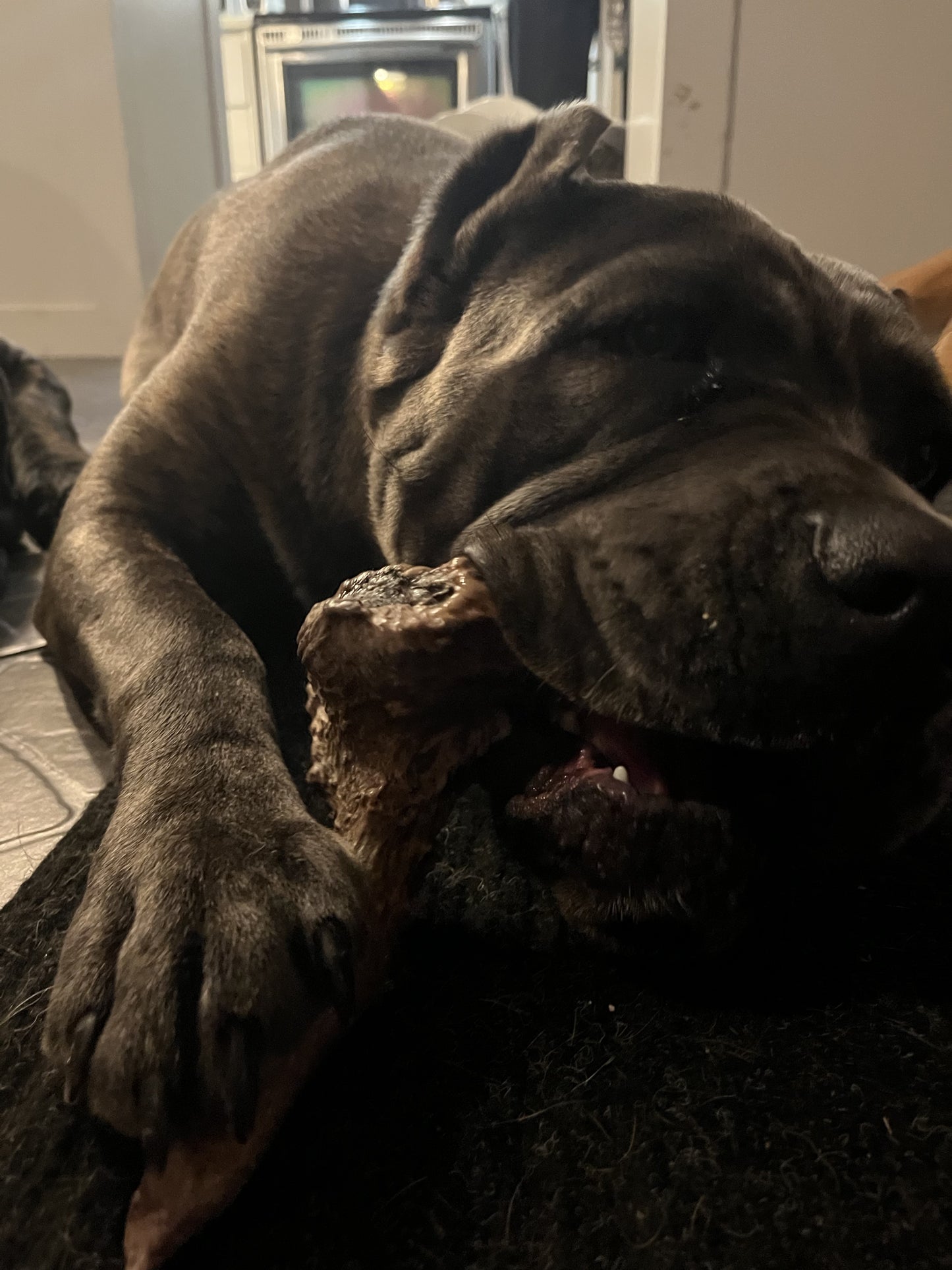 Friandises pour chiens en bois d'élan, grands chiens