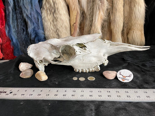 Female Moose Skull, Bone
