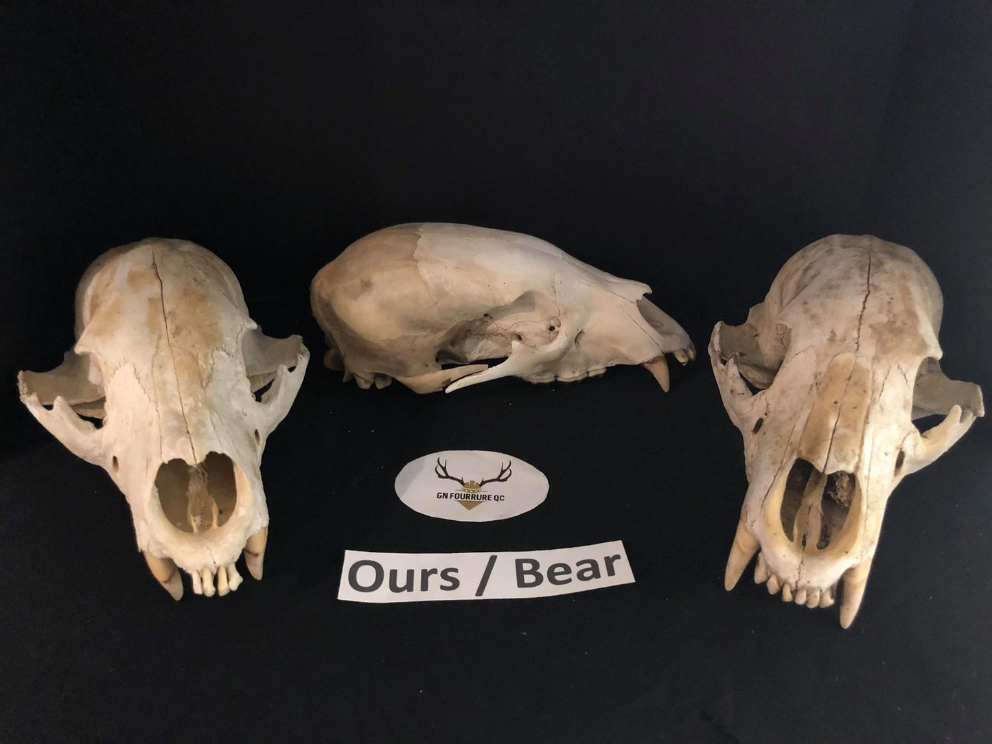 Natural Black Bear Skull Without Jaw
