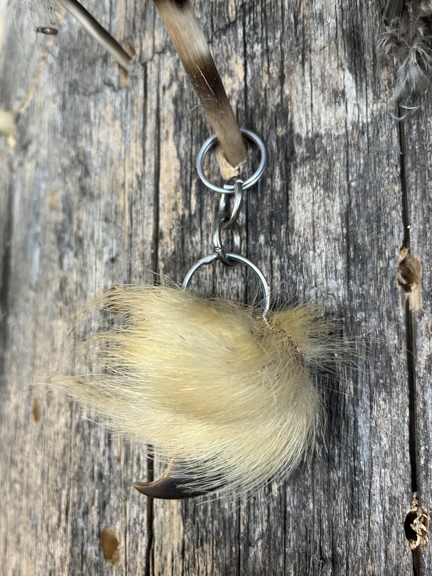 Polar Bear Claw Pendant