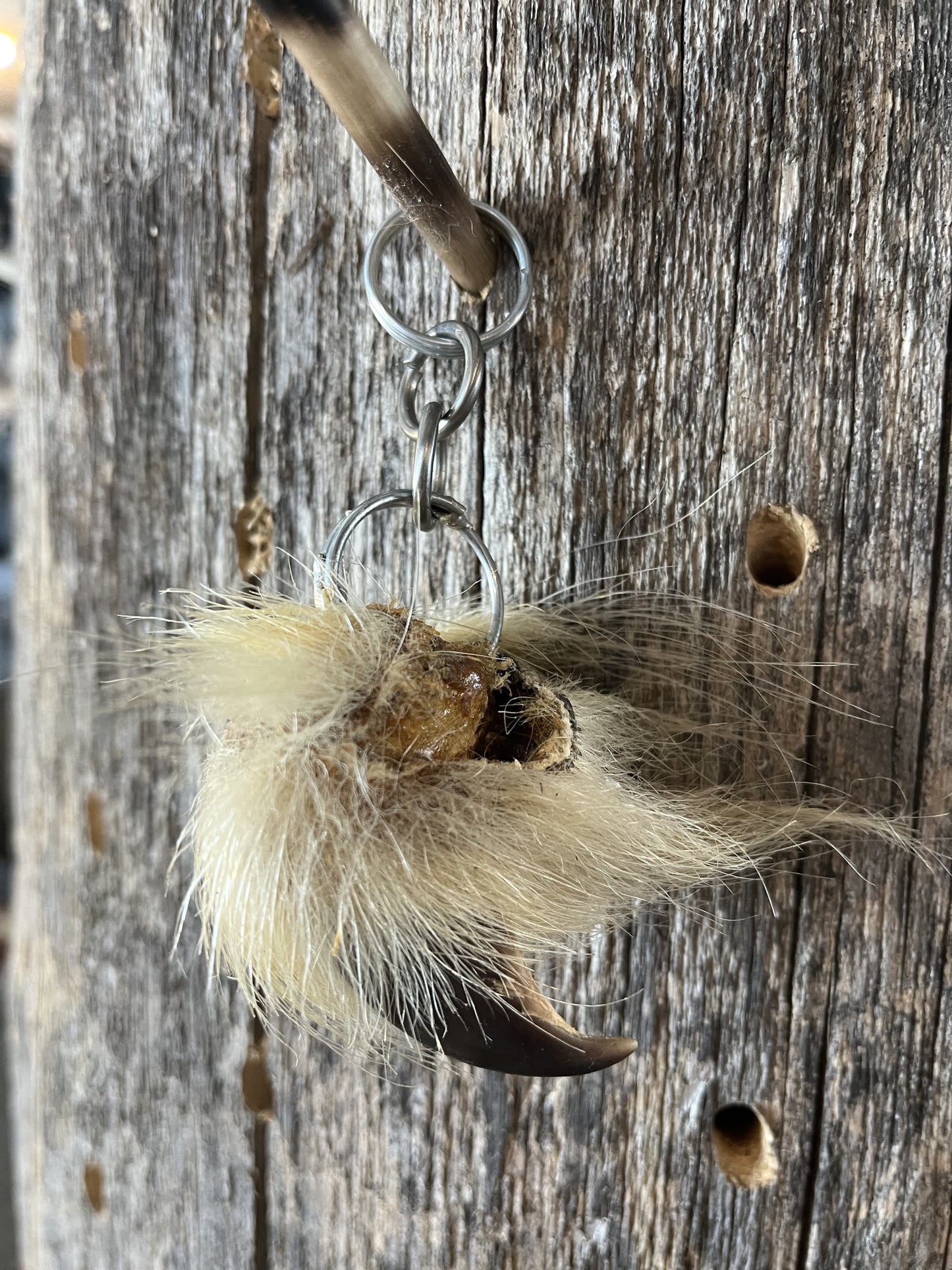 Polar Bear Claw Pendant