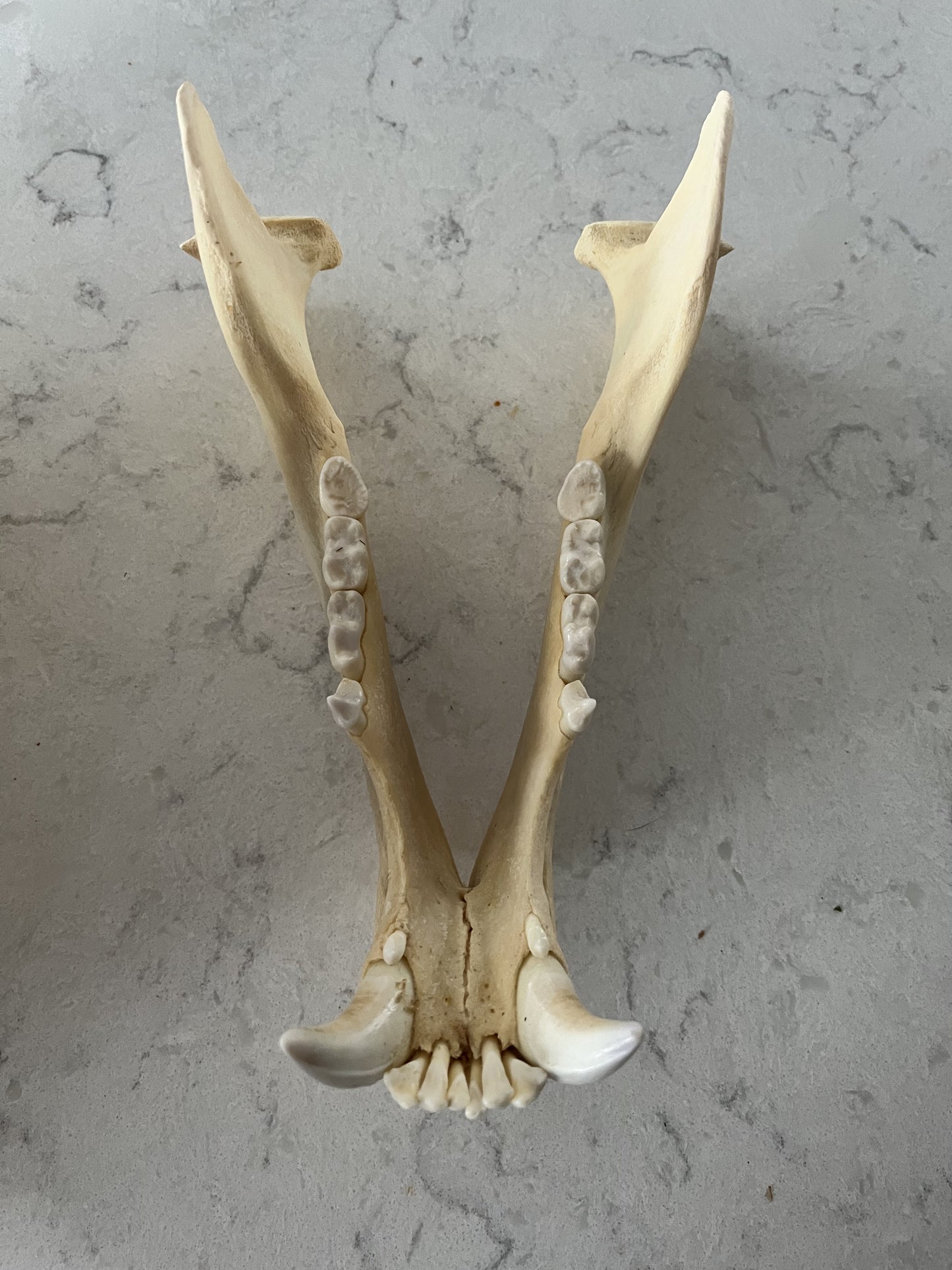 Polar Bear Available