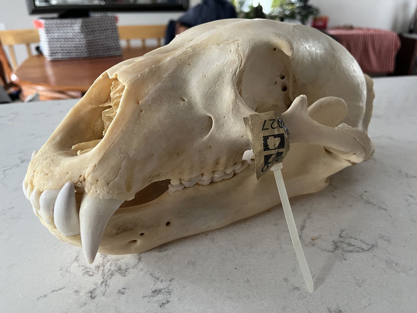 Polar Bear Available